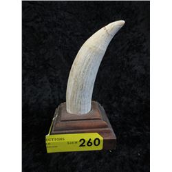 5" Animal tusk on wood stand