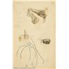 Image 1 : Alberto Vargas (1896-1982) Original Early Sketches (c.1916)....