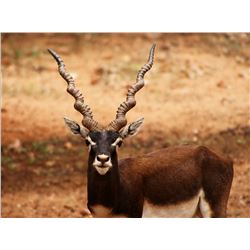 5 DAY - Blackbuck, Feral Goat, Feral Sheep FOR 2 HUNTERS - PATAGONIA, ARGENTINA