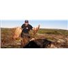 Image 1 : 7 DAY MOOSE AND BLACK BEAR FOR 1 HUNTER  - NEWFOUNDLAND