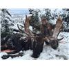 Image 2 : 7 DAY MOOSE AND BLACK BEAR FOR 1 HUNTER  - NEWFOUNDLAND