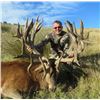 Image 2 : 5 DAY RIFLE BULL TAHR HUNT - NEW ZEALAND