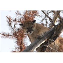 7 MOUNTAIN LION HUNT FOR 1 HUNTER - WYOMING