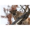 Image 1 : 7 MOUNTAIN LION HUNT FOR 1 HUNTER - WYOMING