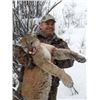 Image 2 : 7 MOUNTAIN LION HUNT FOR 1 HUNTER - WYOMING