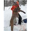 Image 3 : 7 MOUNTAIN LION HUNT FOR 1 HUNTER - WYOMING