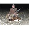 Image 1 : 3 DAY HUNTER'S CHOICE FOR TWO HUNTERS:  MOUFLON, AXIS, OR BLACKBUCK - MERTZON, WEST TEXAS
