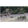 Image 2 : 3 DAY HUNTER'S CHOICE FOR TWO HUNTERS:  MOUFLON, AXIS, OR BLACKBUCK - MERTZON, WEST TEXAS