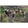 Image 4 : 3 DAY HUNTER'S CHOICE FOR TWO HUNTERS:  MOUFLON, AXIS, OR BLACKBUCK - MERTZON, WEST TEXAS