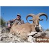 Image 2 : 5 DAY FREE RANGE AOUDAD FOR 1 HUNTER - NEW MEXICO