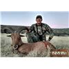 Image 3 : 5 DAY FREE RANGE AOUDAD FOR 1 HUNTER - NEW MEXICO