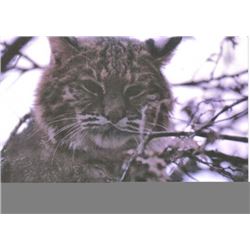 BOBCAT WITH HOUNDS IN MICHIGAN FOR 1 HUNTER/1 OBSERVER