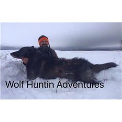 6 DAY WOLF HUNT FOR 2 HUNTERS - NORTHERN ALBERTA