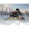 Image 2 : 6 DAY WOLF HUNT FOR 2 HUNTERS - NORTHERN ALBERTA