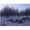 Image 3 : 6 DAY WOLF HUNT FOR 2 HUNTERS - NORTHERN ALBERTA