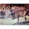 Image 2 : 5 DAY S.E. IOWA WHITETAIL HUNT (ZONE 6) FOR 1 HUNTER; 2ND HUNTER OPTIONAL