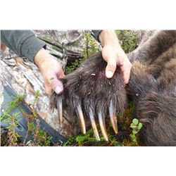 7 DAY GRIZZLY OR BROWN BEAR HUNT FOR 1 HUNTER - ALASKA