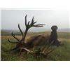 Image 2 : 5 DAY RED STAG HUNT - NEW ZEALAND FOR 1 HUNTER/ 1 OBSERVER INCLUDING A GLOBAL LOGISTICS  CLEARANCE P
