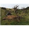 Image 3 : 5 DAY RED STAG HUNT - NEW ZEALAND FOR 1 HUNTER/ 1 OBSERVER INCLUDING A GLOBAL LOGISTICS  CLEARANCE P