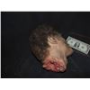 Image 2 : SEVERED ROTTEN BLOODY ZOMBIE HEAD A GRADE 02
