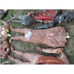 AUTOPSY DEAD BLOODY ROTTEN ZOMBIE BODY 11