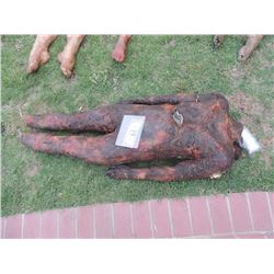 AUTOPSY DEAD BLOODY ROTTEN ZOMBIE BODY 18