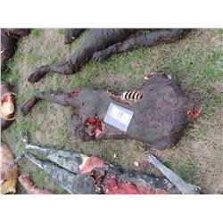 AUTOPSY DEAD BLOODY ROTTEN ZOMBIE BODY 19