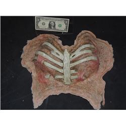 DEAD DEMON WITCH ZOMBIE EXPOSED BREASTS APPLIANCE WITH RIBS 1