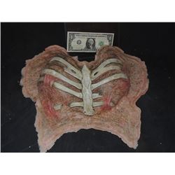 DEAD DEMON WITCH ZOMBIE EXPOSED BREASTS APPLIANCE WITH RIBS 4