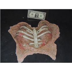 DEAD DEMON WITCH ZOMBIE EXPOSED BREASTS APPLIANCE WITH RIBS 5