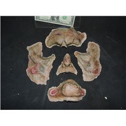 DEAD ROTTEN ZOMBIE WITCH MALE COMPLETE FACIAL MAKE UP 3