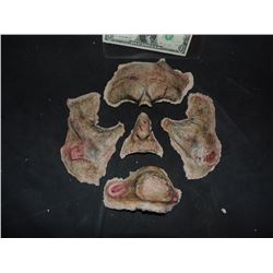 DEAD ROTTEN ZOMBIE WITCH MALE COMPLETE FACIAL MAKE UP 4