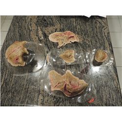 DEAD ROTTEN ZOMBIE WITCH MALE COMPLETE FACIAL MAKE UP 6