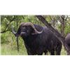 Image 1 : 7 Day Hunt Cape Buffalo for 1 Hunters & 1 Non-Hunter w/ JP Big Game Safaris