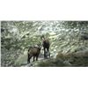 Image 1 : European Hunting Adventures Chamois