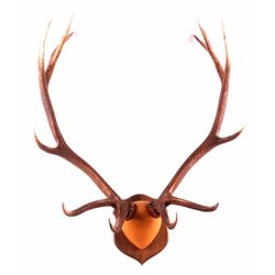 Large Montana Elk Antlers