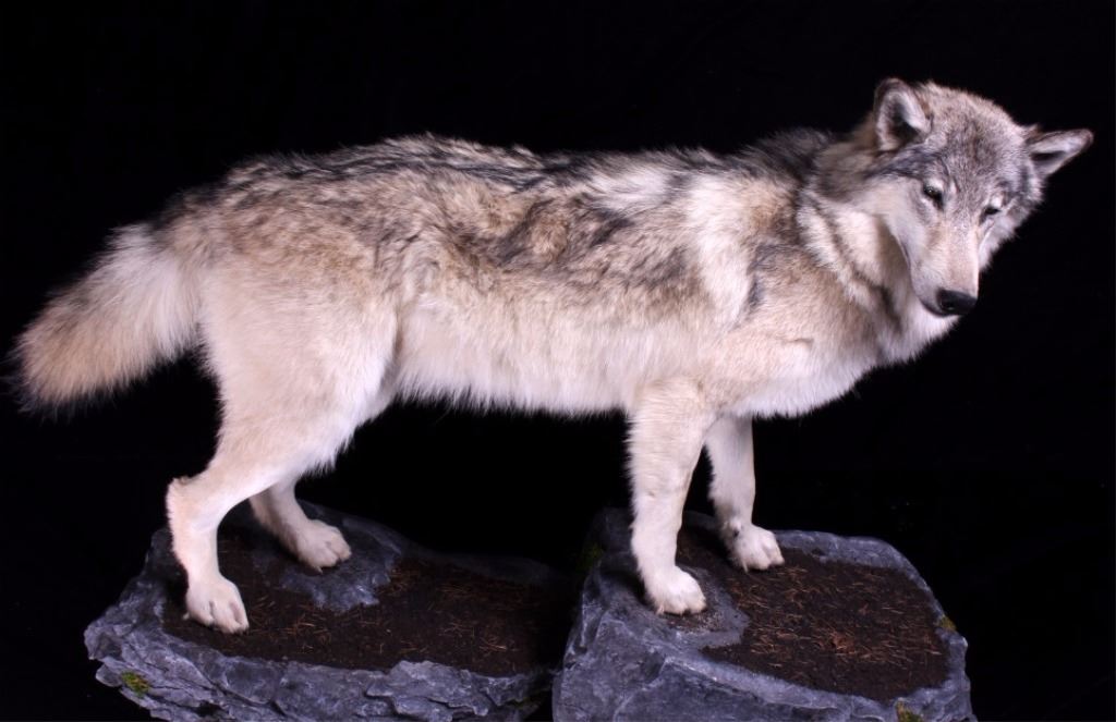 Montana Full Body Timber Wolf Full Body Mount