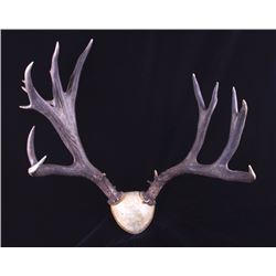 Large Montana Non-Typical Mule Deer Antlers