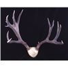 Image 1 : Large Montana Non-Typical Mule Deer Antlers