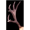 Image 2 : Large Montana Non-Typical Mule Deer Antlers