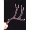 Image 3 : Large Montana Non-Typical Mule Deer Antlers