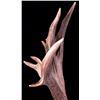 Image 5 : Large Montana Non-Typical Mule Deer Antlers