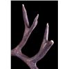 Image 6 : Large Montana Non-Typical Mule Deer Antlers