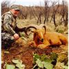 Image 3 : Texas Barbary Sheep (Aoudad) Hunt - Free Range