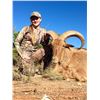 Image 4 : Texas Barbary Sheep (Aoudad) Hunt - Free Range