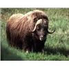 Image 1 : 4 Day Musk-ox with Point Blank Hunts