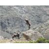 Image 2 : Ibex hunt in Spain