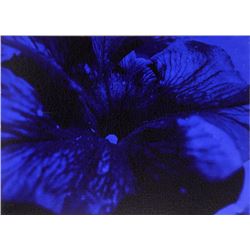 Ruperto Cabrera, Natasha Blue, Oil, Silkscreen