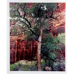 Eliot Porter, Old Cottonwood Tree, Color Photograph