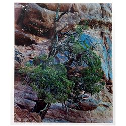 Eliot Porter, Juniper Tree, Color Photograph